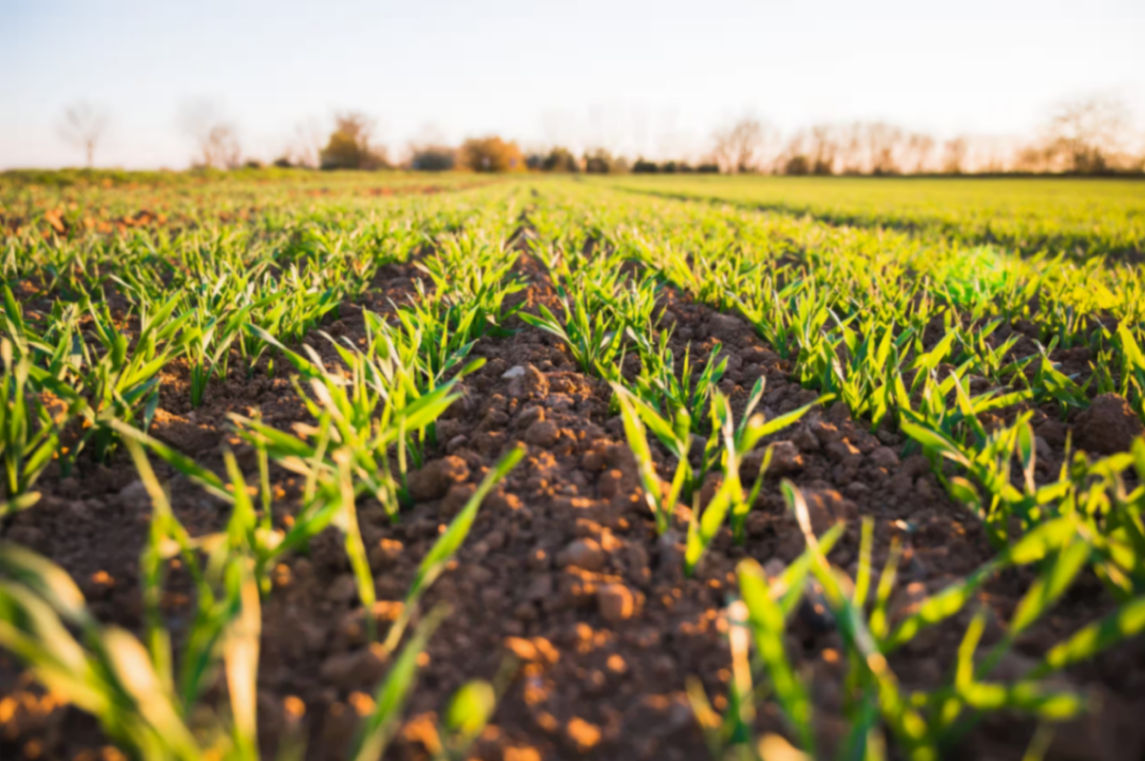 Campo de cultivo fertilizado con frass de Tenebrio molitor