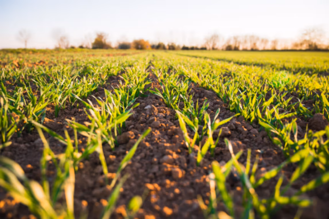 Campo de cultivo fertilizado con frass de Tenebrio molitor
